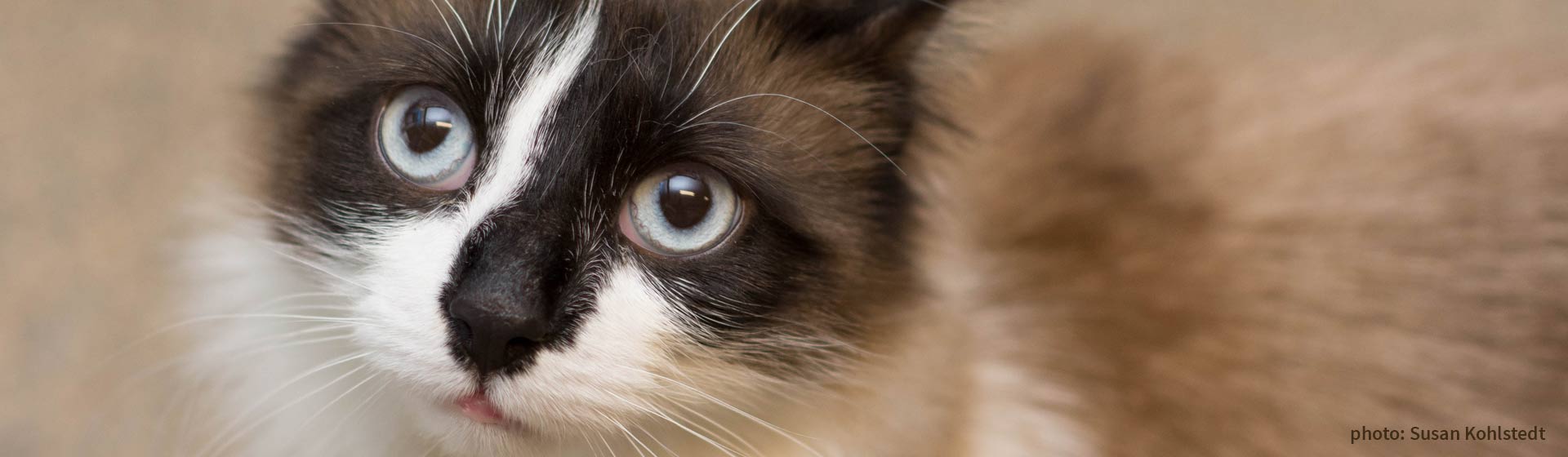 Hamilton, beautiful cat