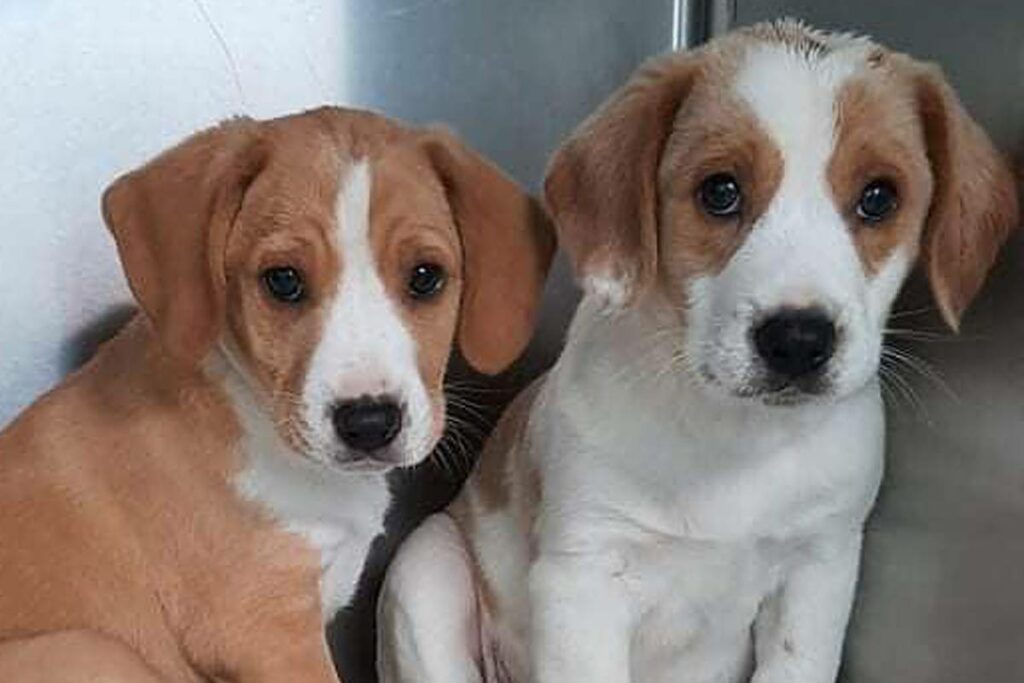 Two rather sad looking puppies