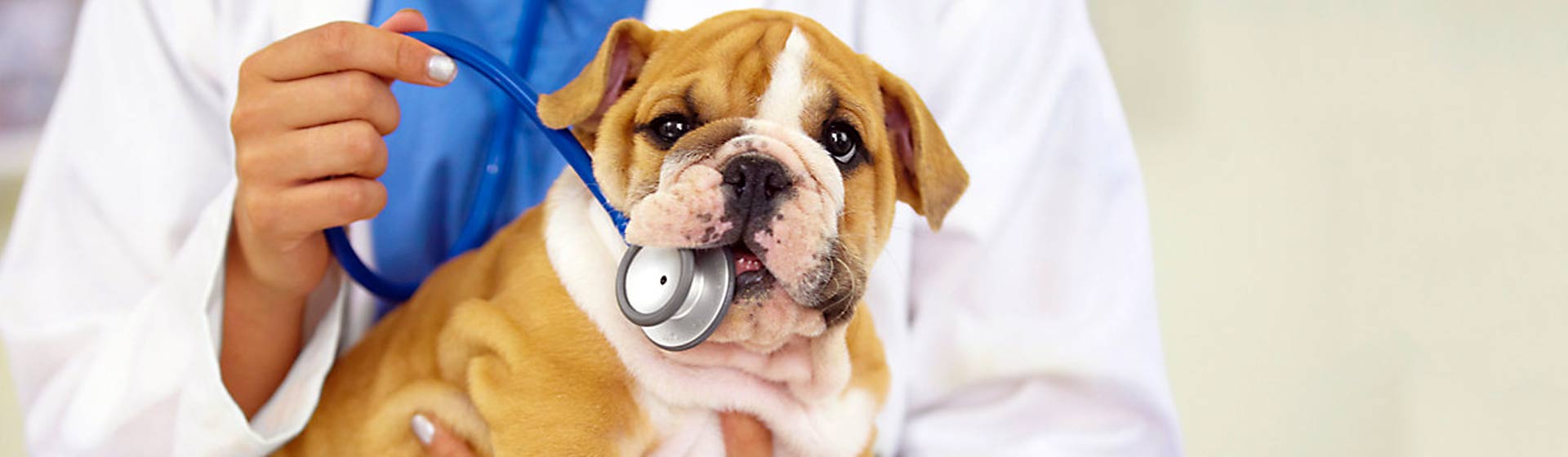 bulldog puppy chewing on stethescope