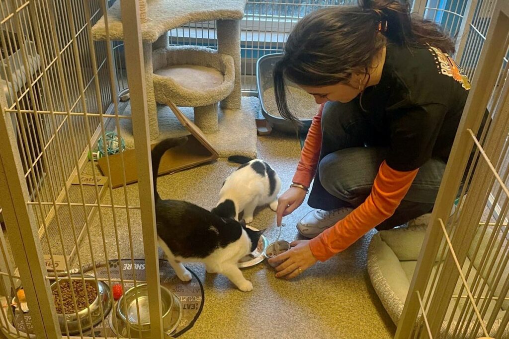volunteer in cattery cage feeding kittens