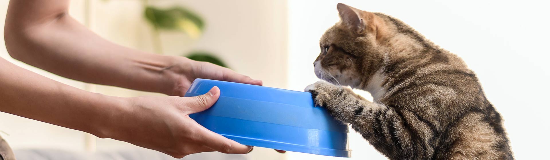 cat on hindlegs reaching to look into a blue food dish