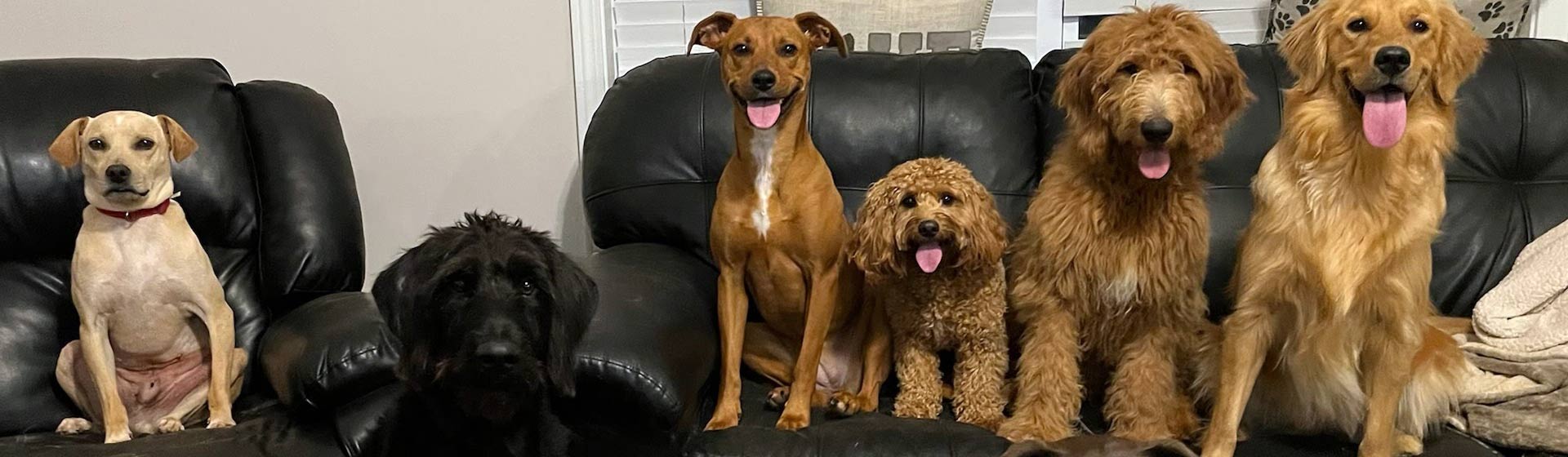 group of dogs on a black couch