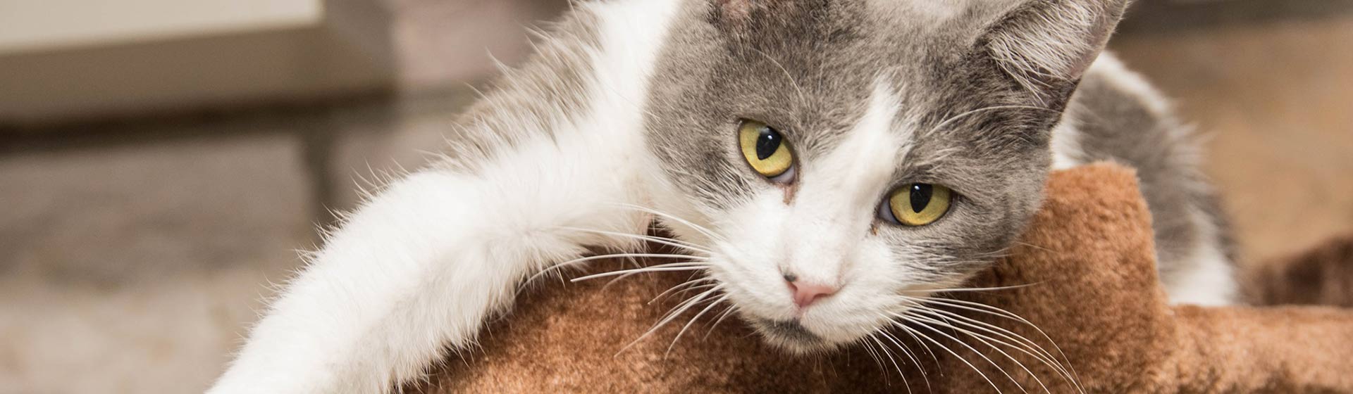 lounging white and gray cat looking at the camera