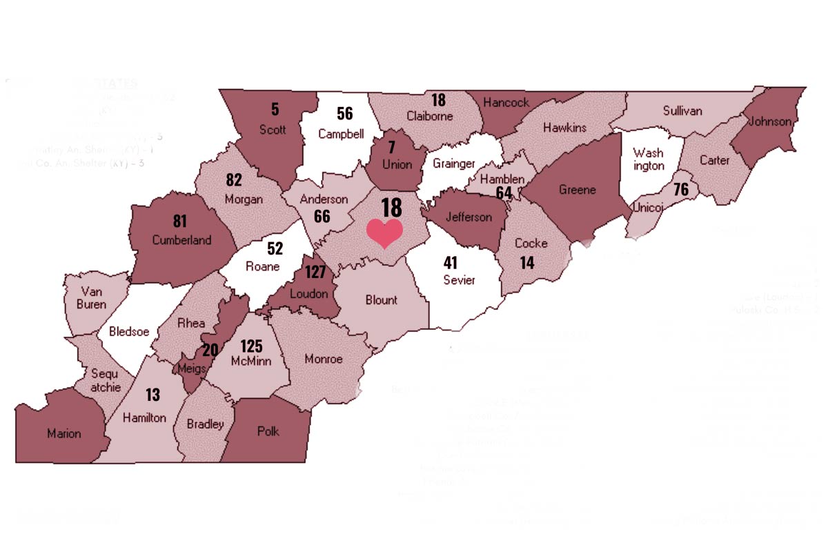 volunteer in cattery cage feeding kittens
